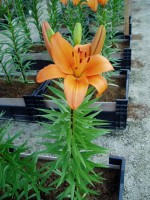 [1681 Sita DJ No02.JPG]